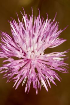 Pink flower on a summer day, macro photography, light details,