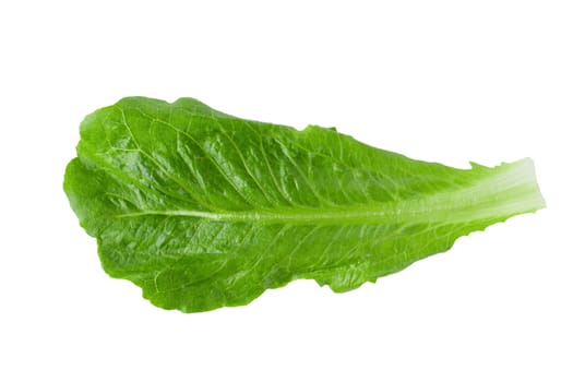 Cos Lettuce Isolated on a White Background.