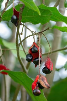 Sterculia monosperma, Thai chestnut, Red Chestnut on tree.