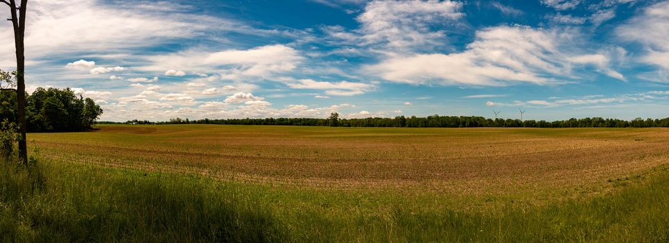 Idyllic rural view of pretty farmland and healthy livestock, in the beautiful surroundings of southern Ontario