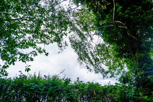 leaves and branches with a cloudy sky in the background