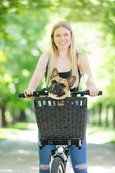 French bulldog dog enjoying riding in bicycle basket in city park.