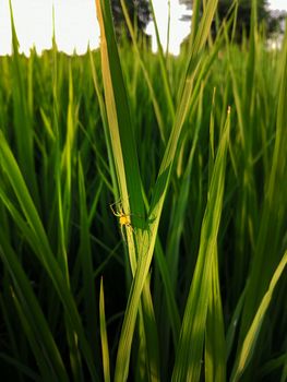 Lynx spider (Oxyopes javanus Throll) on rice leaf in the field