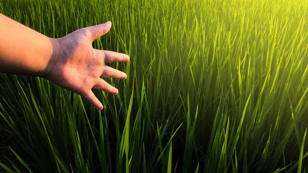 boy's hand touch nature on field with sunlight