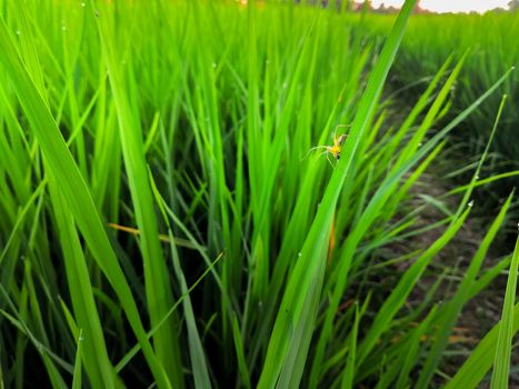 Lynx spider (Oxyopes javanus Throll) on rice leaf in the field