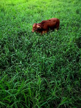 Calf that was left alone in the meadow