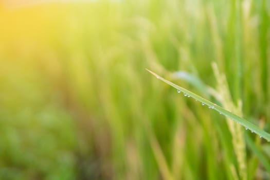 Water droplets atop the leaves of the green field