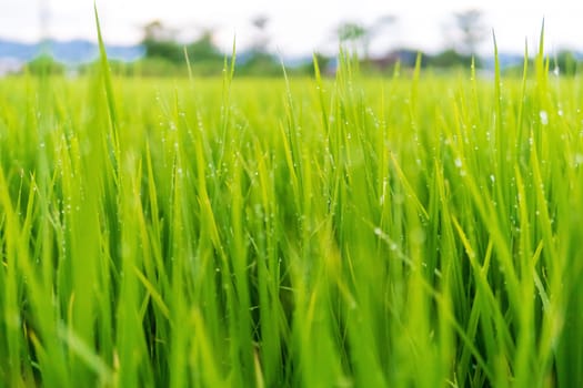 Water droplets atop the leaves of the green field