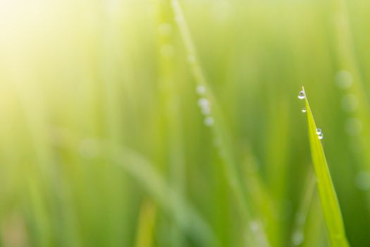 Water droplets atop the leaves of the green field