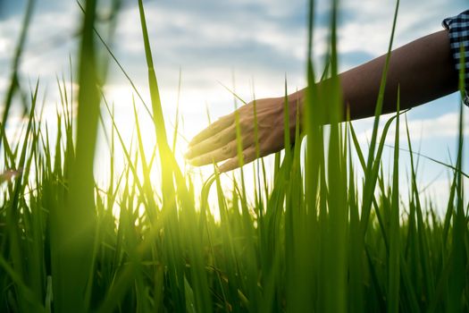 The hand of a farmer woman being fondled on top of the rice field and the sunlight