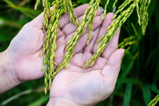 The hand of a farmer girl is supporting the rice to check the quality.