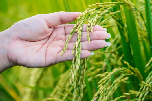 The hand of a farmer girl is supporting the rice to check the quality.