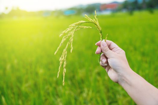 The hand of a farmer girl is supporting the rice to check the quality