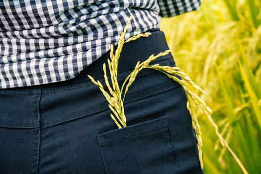 Farmer women picking rice products in pockets