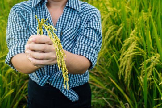 The hand of a farmer girl is supporting the rice to check the quality.