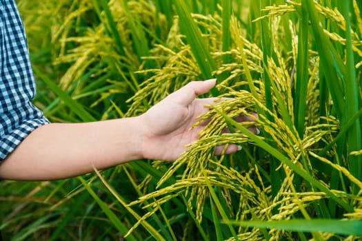 The hand of a farmer woman being fondled on top of the rice field