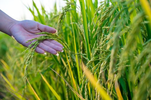 The hand of a farmer girl is supporting the rice to check the quality.