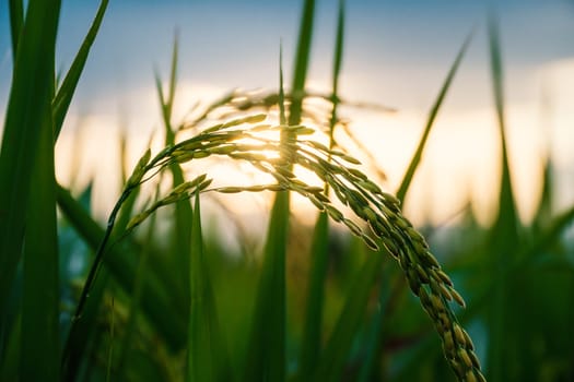 The rice grain in the field is growing on the shining sunlight background