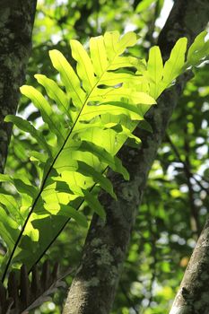 Phymatosorus scolopendria leaves hit the sunlight