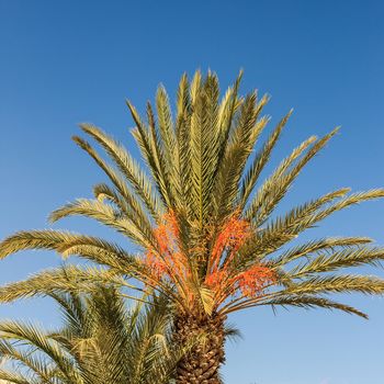 date palm isolated on a blue sky background