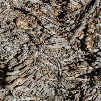 Texture of old palm bark. Abstract wooden background for design.