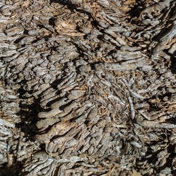 Texture of old palm bark. Abstract wooden background for design.