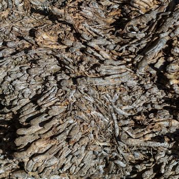 Texture of old palm bark. Abstract wooden background for design.