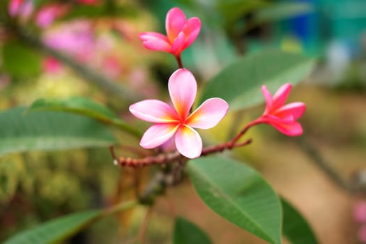 Top view of pink Frangipani / Plumeria flower. Image photo