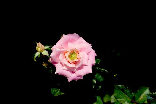 pink rose flower with stem and leaves isolated on black background. Image photo