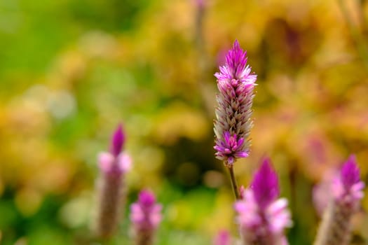 celosia argentea L. flower with dreamy background. Image photo