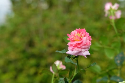 pink rose flower with dreamy green background. Image photo