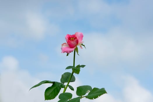 pink rose flower with sky background. Image photo