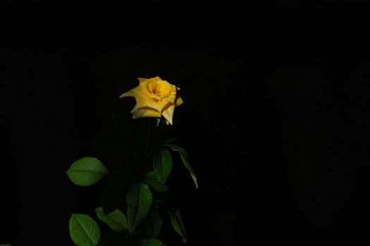 yellow rose flower with stem and leaves isolated on black background. Image photo