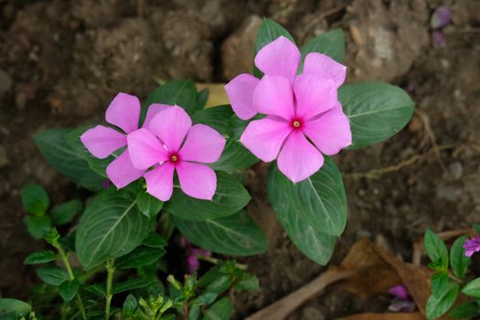 bunch of pink catharanthus roseus flower - cape periwinkle. Image photo