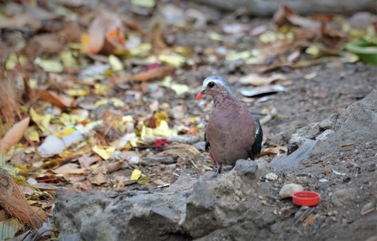 The common emerald dove is a pigeon which is a widespread resident breeding bird in the tropical and sub-tropical parts of the Indian Subcontinent.