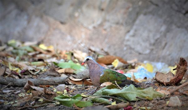 The common emerald dove is a pigeon which is a widespread resident breeding bird in the tropical and sub-tropical parts of the Indian Subcontinent.