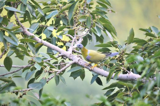 The yellow-footed green pigeon, also known as yellow-legged green pigeon, is a common species of green pigeon found in the Indian subcontinent. It is the state bird of Maharashtra.