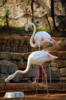 Flamingos waiting in the side of the lake at Antipolo, Philippines