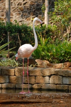 Flamingo waiting in the side of the lake at Antipolo, Philippines