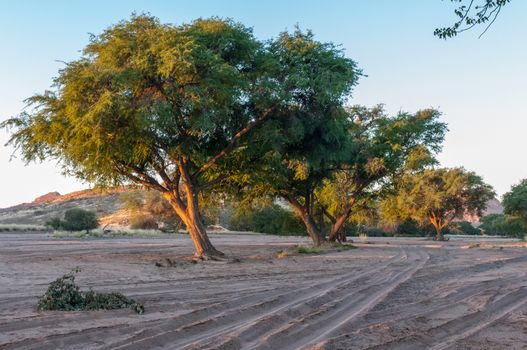 Camelthorn trees and vehicle tracks at sunset in the river at the Aba Huab Campsite in Damaraland in Namibia