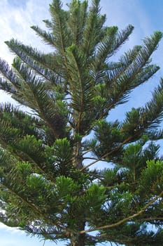 Green pine tree leaves nature in Batangas, Philippines