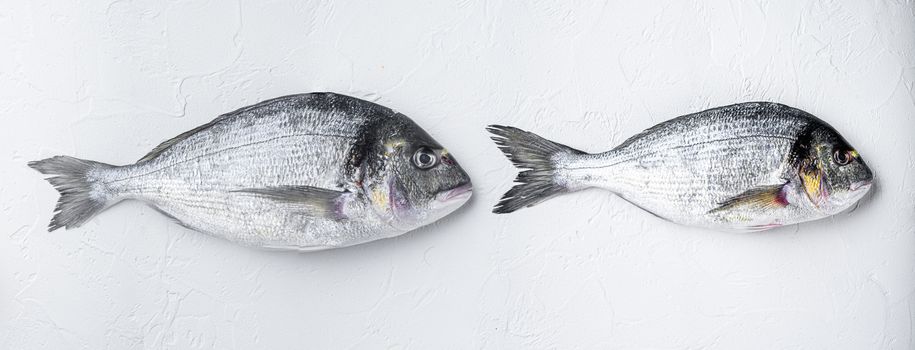 Raw two sea bream or Gilt head bream dorada fish on white background, top view