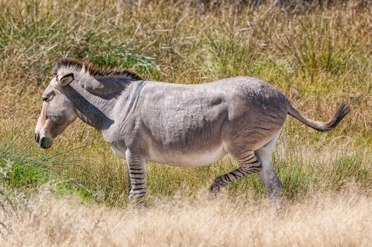 A Zonkey, a cross between a donkey mare and a zebra stallion