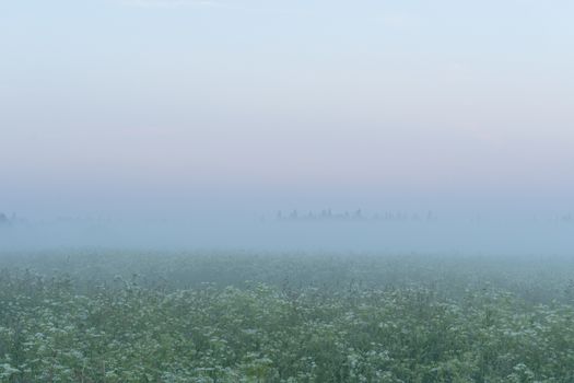 green field in summer in the fog