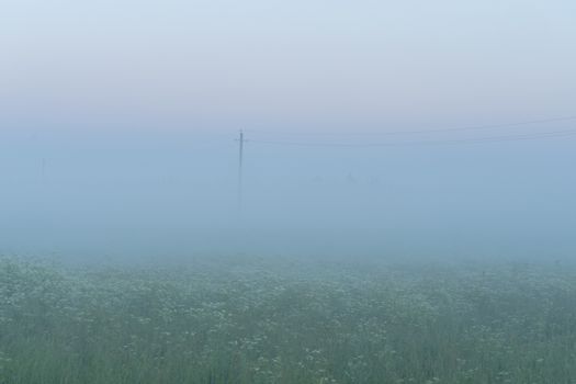 green field in summer in the fog