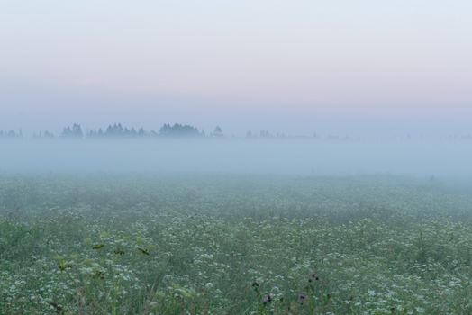 green field in summer in the fog