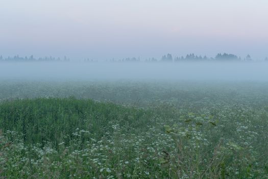 green field in summer in the fog
