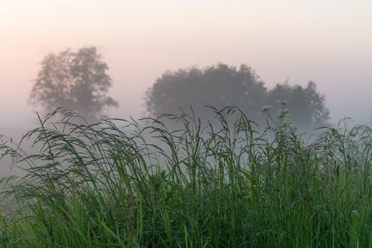 green field in summer in the fog