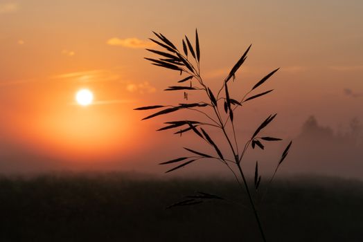 sun sunset over a green field in summer