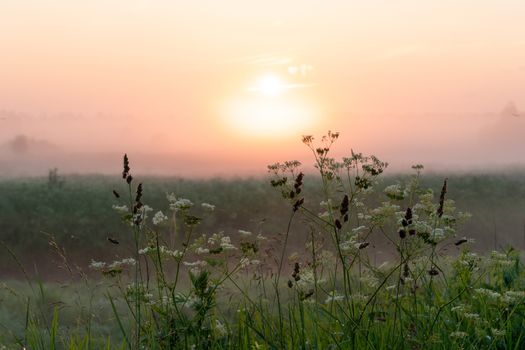 sun sunset over a green field in summer